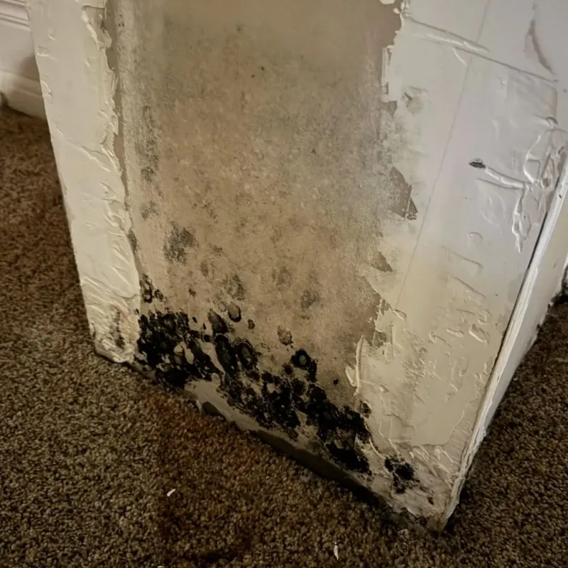 Professional Mold Removal in Piqua, OH